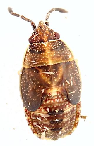 Kleidocerys resedae
